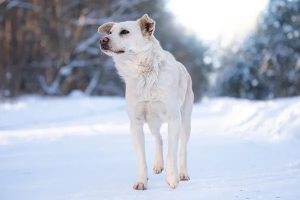 Pies do adopcji, Nowodwór, 27 stycznia 2026 (1/5)