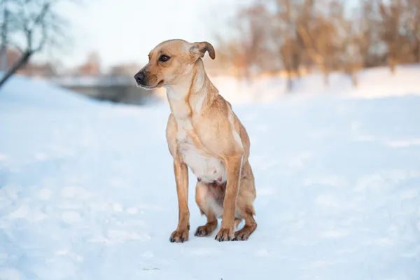 Pies do adopcji, Nowodwór, 26 stycznia 2026 (2/5)