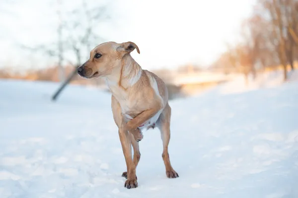 Pies do adopcji, Nowodwór, 26 stycznia 2026 (5/5)