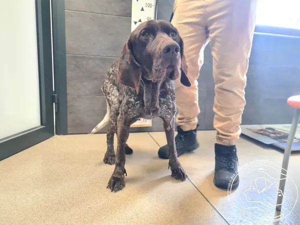 Znaleziono psa, Chełmek, 27 stycznia 2026