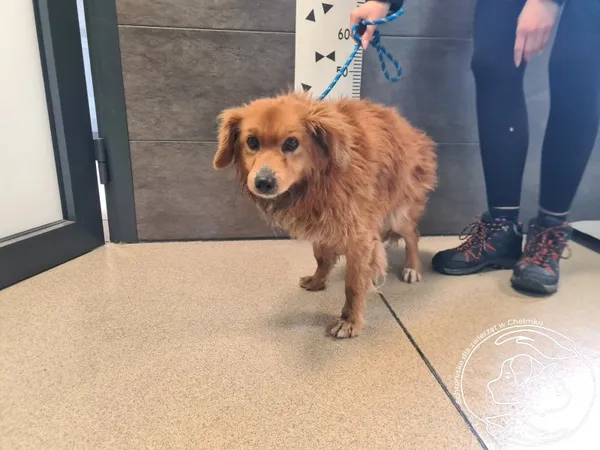 Znaleziono psa, Chełmek, 27 stycznia 2026