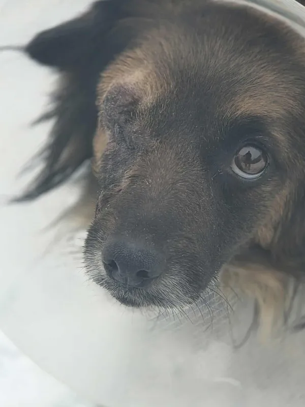 Pies do adopcji, Zgierz, 27 stycznia 2026 (3/5)