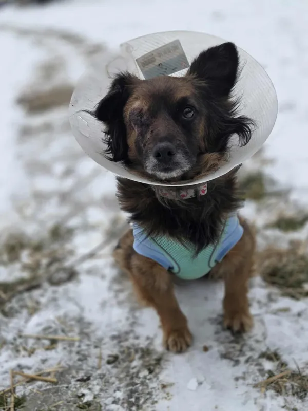 Pies do adopcji, Zgierz, 27 stycznia 2026 (4/5)