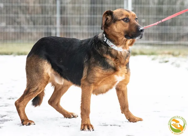 Znaleziono psa, Skałowo, 27 stycznia 2026 (2/4)