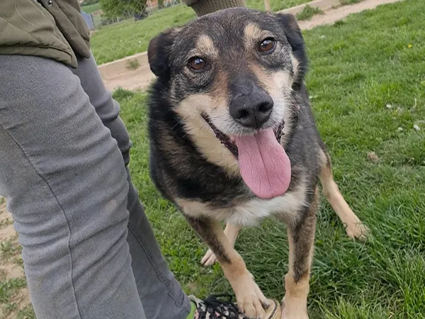 Pies do adopcji, Tatary, 14 stycznia 2019 (4/4)