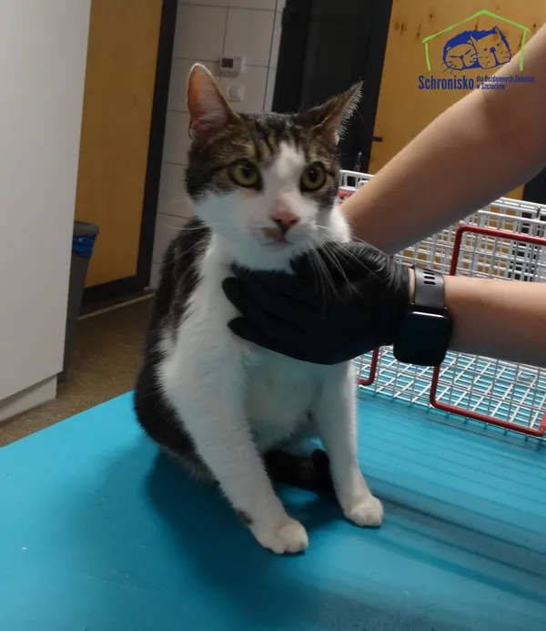 Znaleziono kota, Szczecin, 27 stycznia 2026 (2/2)