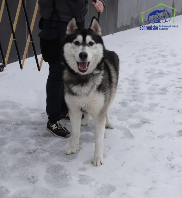 Znaleziono psa, Szczecin, 26 stycznia 2026