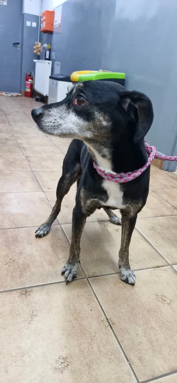 Znaleziono psa, Sosnowiec, 27 stycznia 2026 (2/2)