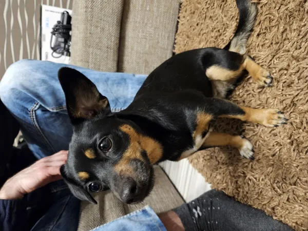 Znaleziono psa, Łódź, 27 stycznia 2026