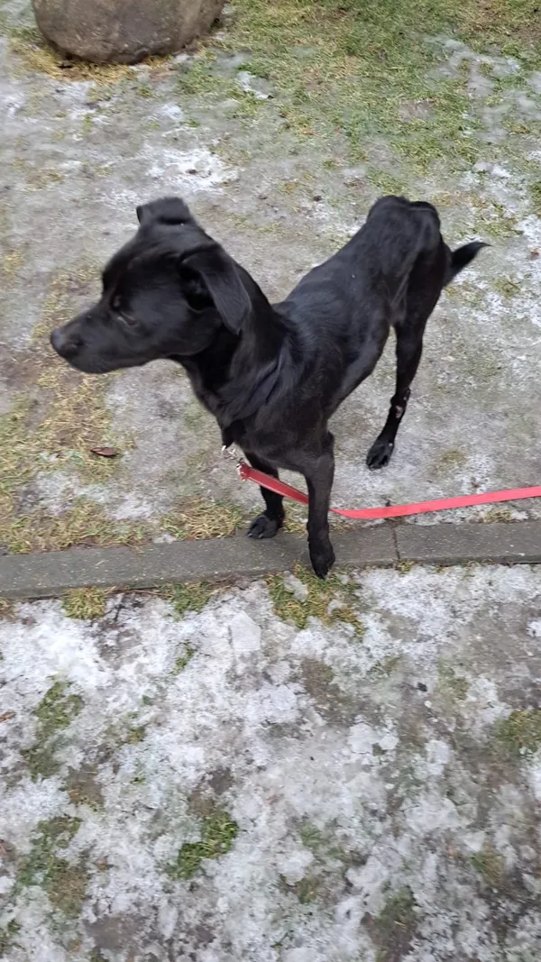 Znaleziono psa, Łódź, 27 stycznia 2026