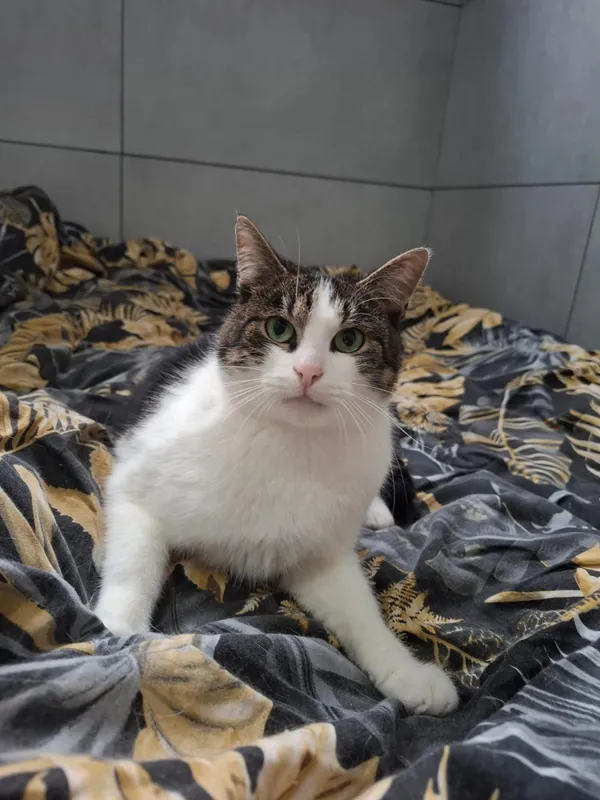 Kot do adopcji, Bełchatów, 29 lipca 2025 (1/4)