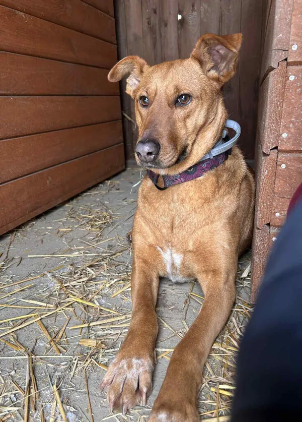 Pies do adopcji, Korabiewice, 27 stycznia 2026 (1/3)