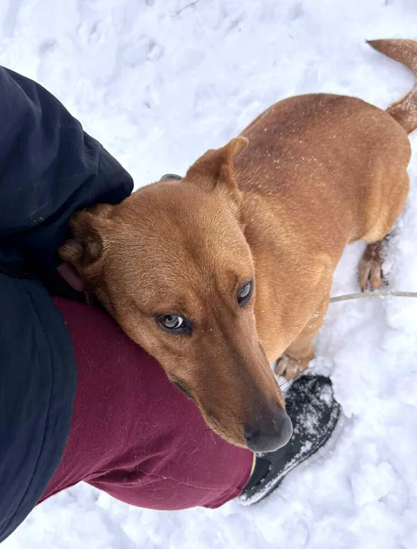 Pies do adopcji, Korabiewice, 27 stycznia 2026 (2/3)