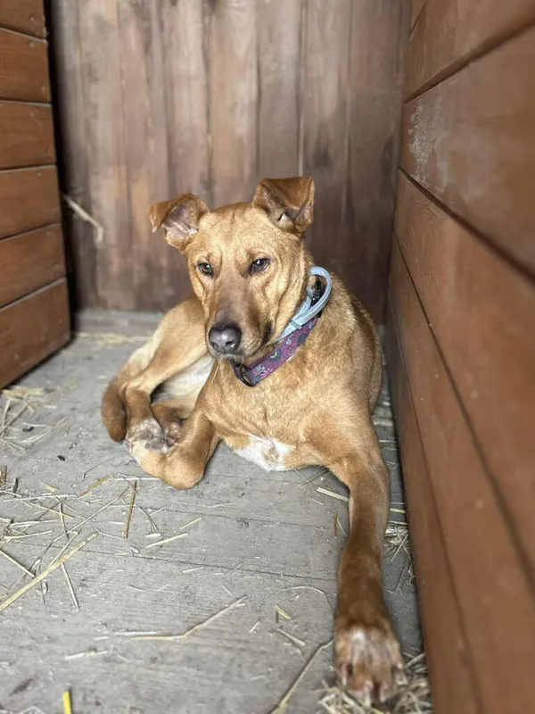 Pies do adopcji, Korabiewice, 27 stycznia 2026 (3/3)