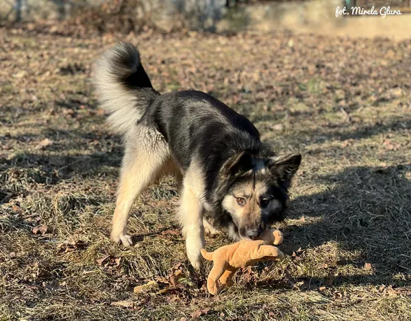 Pies do adopcji, Bydgoszcz, 28 stycznia 2026 (2/5)