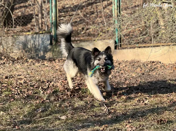 Pies do adopcji, Bydgoszcz, 28 stycznia 2026 (3/5)