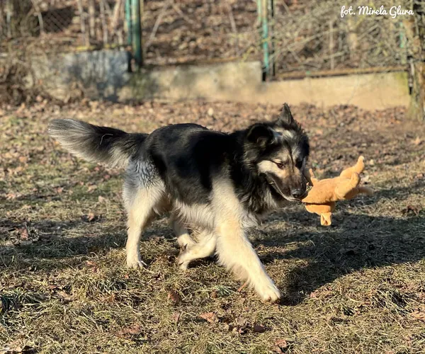 Pies do adopcji, Bydgoszcz, 28 stycznia 2026 (4/5)