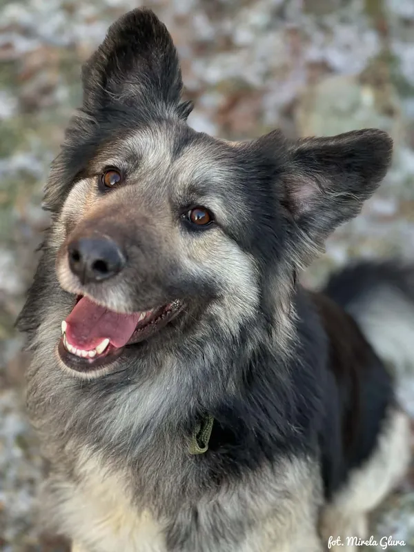 Pies do adopcji, Bydgoszcz, 28 stycznia 2026 (5/5)