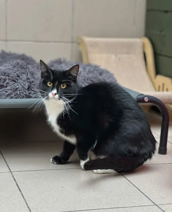 Kot do adopcji, Bydgoszcz, 28 stycznia 2026