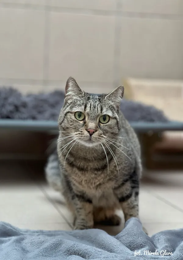 Kot do adopcji, Bydgoszcz, 28 stycznia 2026 (1/2)