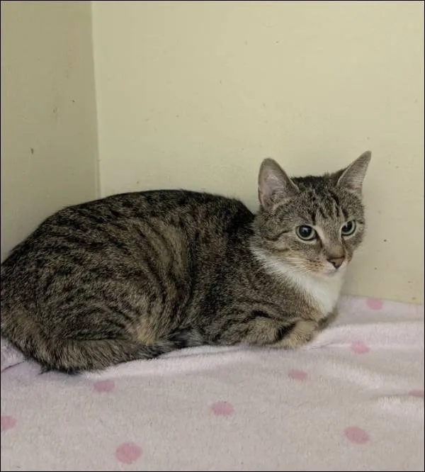 Znaleziono kota, Grudziądz, 28 stycznia 2026