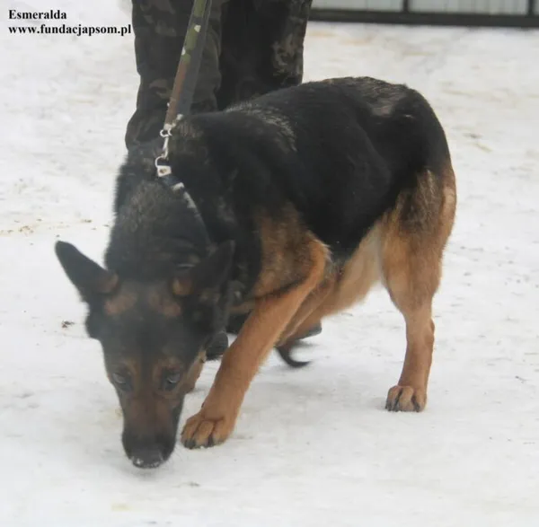 Pies do adopcji, Nowy Dwór Mazowiecki, 28 stycznia 2026 (3/5)