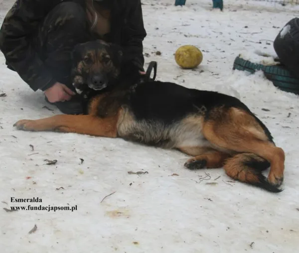Pies do adopcji, Nowy Dwór Mazowiecki, 28 stycznia 2026 (4/5)
