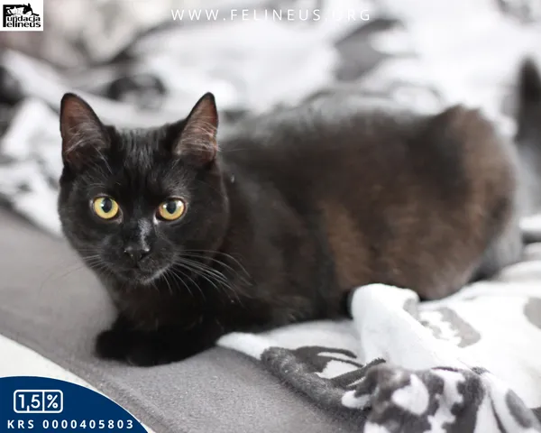 Kot do adopcji, Rzeszów, 28 stycznia 2026 (2/4)