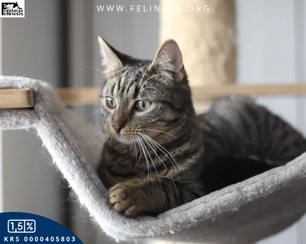 Kot do adopcji, Rzeszów, 28 stycznia 2026 (1/4)