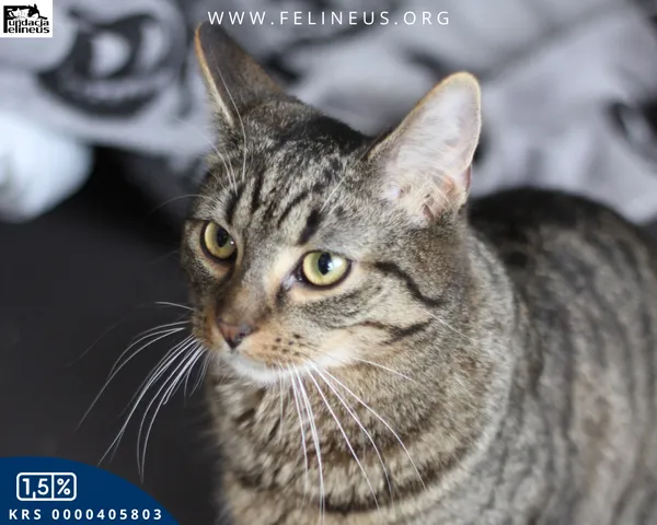 Kot do adopcji, Rzeszów, 28 stycznia 2026 (3/4)