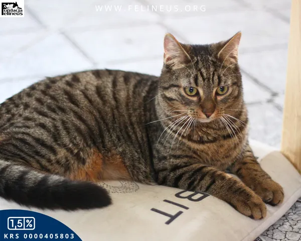 Kot do adopcji, Rzeszów, 28 stycznia 2026 (4/4)