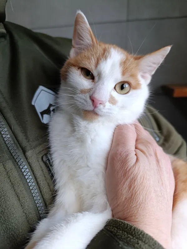 Kot do adopcji, Bełchatów, 19 października 2025 (1/5)