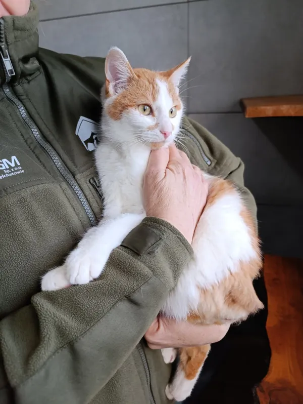 Kot do adopcji, Bełchatów, 19 października 2025 (2/5)