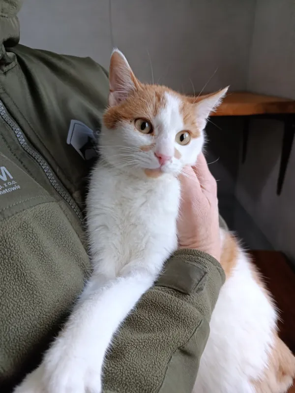 Kot do adopcji, Bełchatów, 19 października 2025 (4/5)