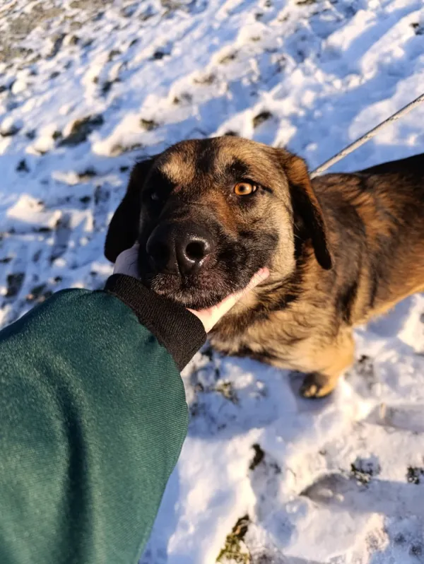 Pies do adopcji, Bełchatów, 12 grudnia 2025 (1/5)