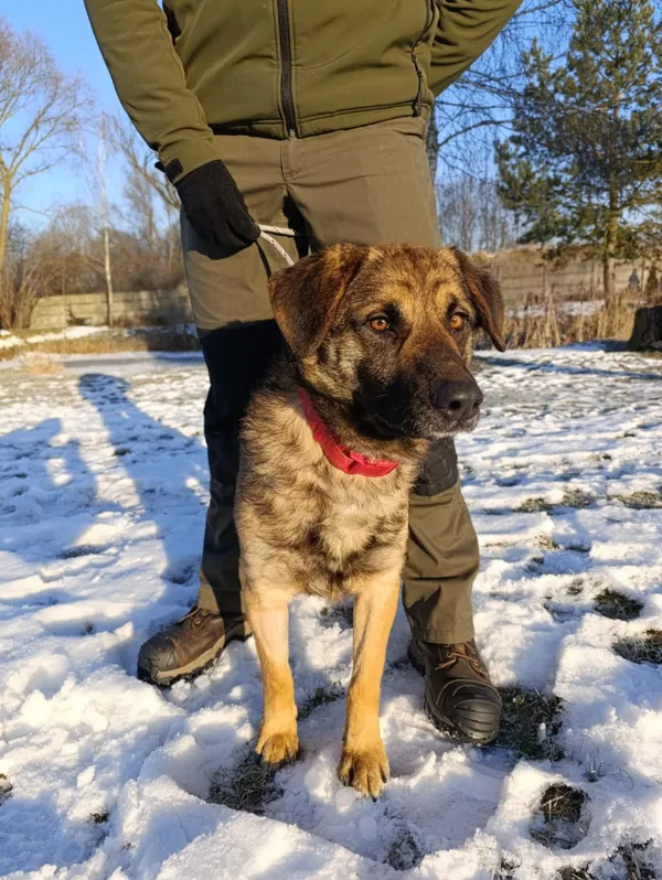 Pies do adopcji, Bełchatów, 12 grudnia 2025 (2/5)