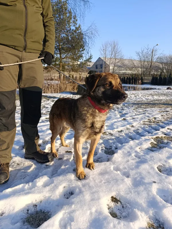 Pies do adopcji, Bełchatów, 12 grudnia 2025 (5/5)