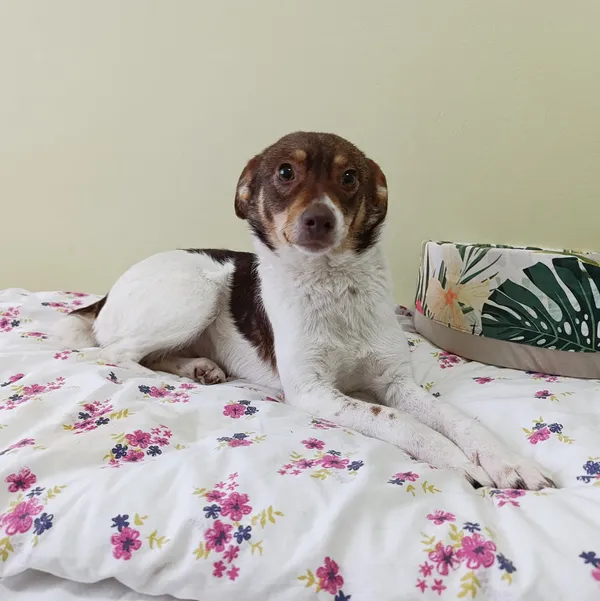 Pies do adopcji, Bełchatów, 17 grudnia 2025 (1/5)