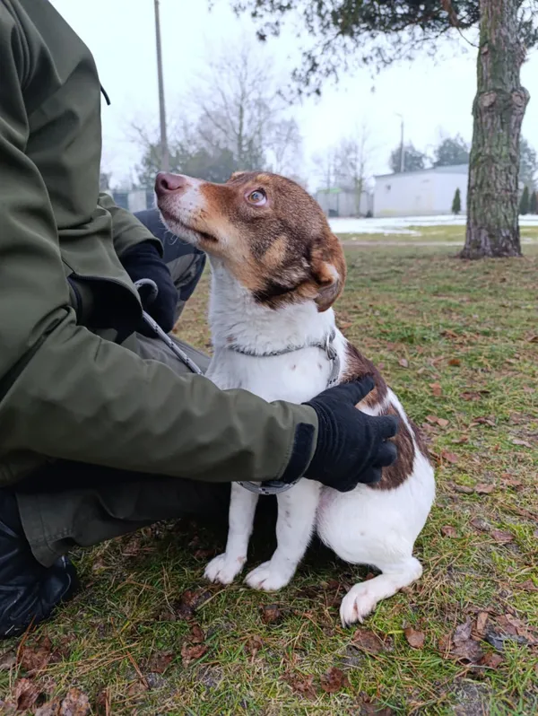 Pies do adopcji, Bełchatów, 17 grudnia 2025 (3/5)