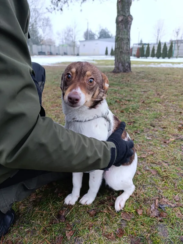 Pies do adopcji, Bełchatów, 17 grudnia 2025 (5/5)