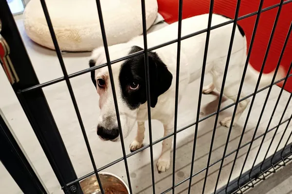 Znaleziono psa, Wałbrzych, 28 stycznia 2026 (1/2)