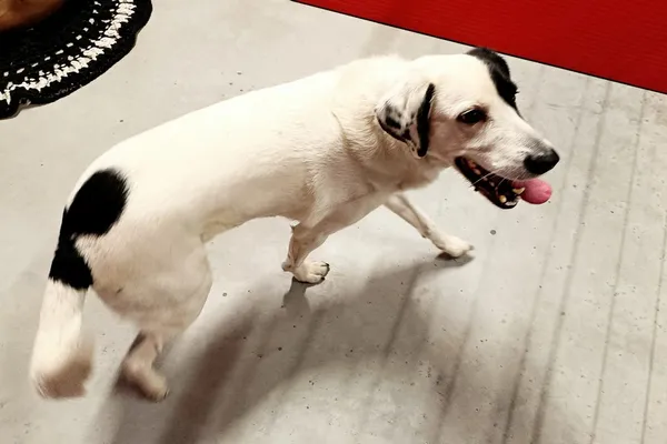 Znaleziono psa, Wałbrzych, 28 stycznia 2026 (2/2)