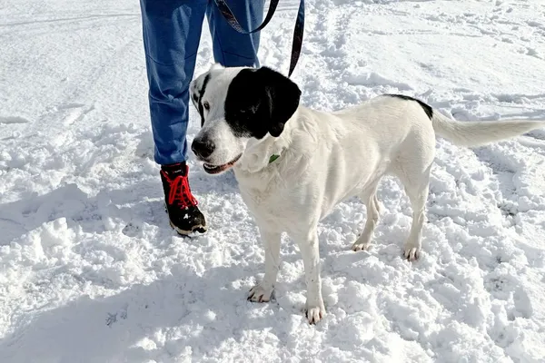 Znaleziono psa, Wałbrzych, 28 stycznia 2026