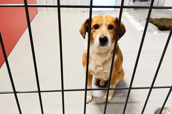 Znaleziono psa, Wałbrzych, 28 stycznia 2026