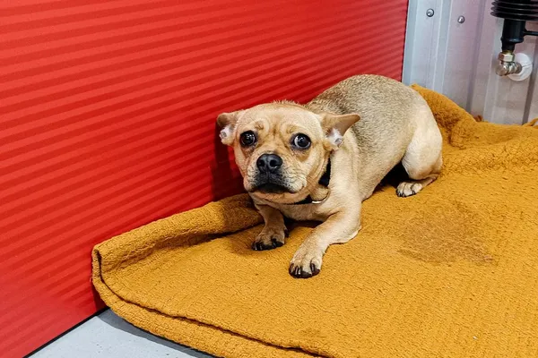 Znaleziono psa, Wałbrzych, 27 stycznia 2026