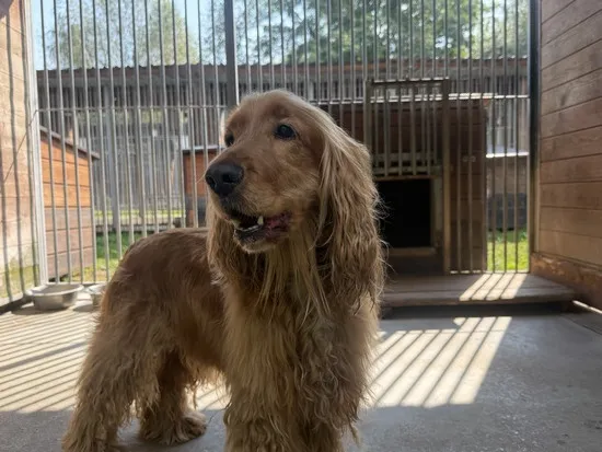 Pies do adopcji, Kraków, 14 stycznia 2026