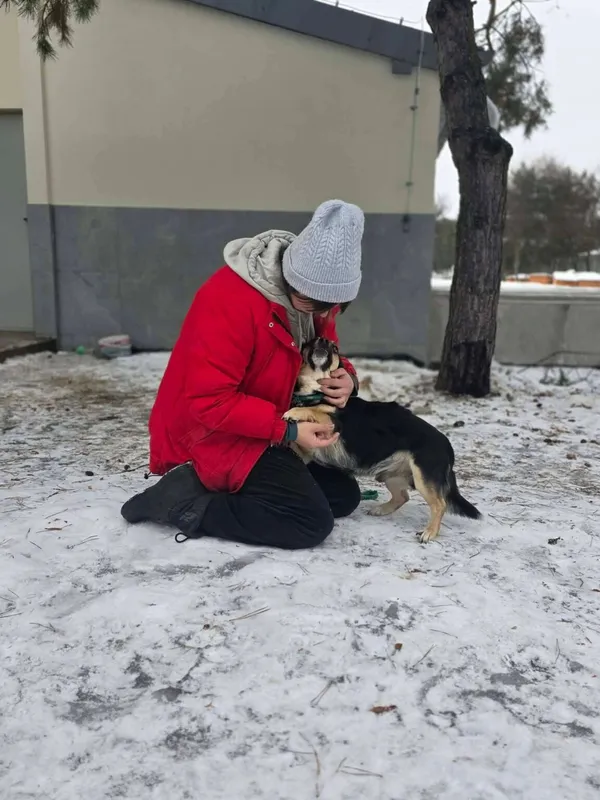 Pies do adopcji, Radom, 28 stycznia 2026 (5/5)