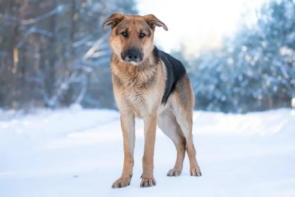 Pies do adopcji, Nowodwór, 28 stycznia 2026 (1/5)
