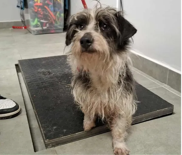 Znaleziono psa, Toruń, 27 stycznia 2026