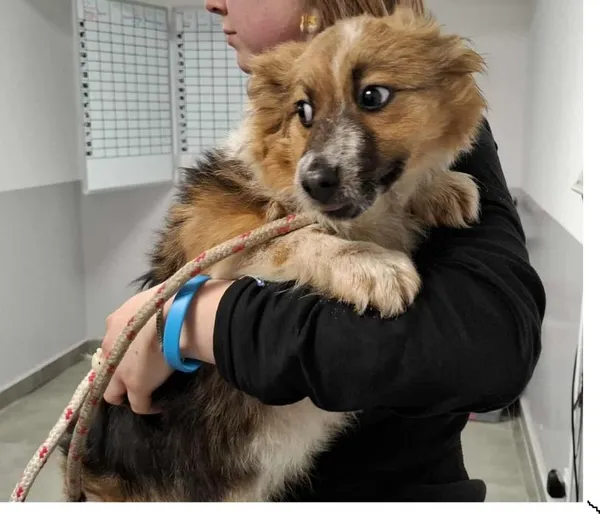 Znaleziono psa, Toruń, 27 stycznia 2026